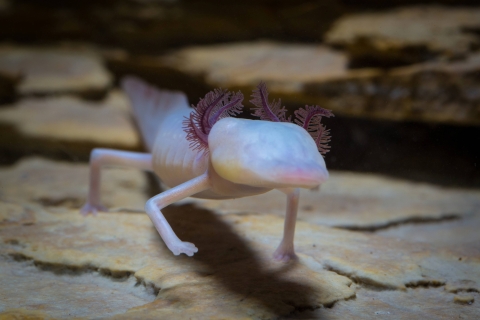 A small, translucent, and eyeless salamander walks over rocks toward camera in a refugium