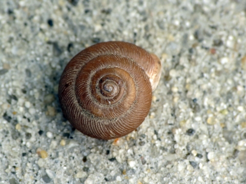 a round, swirling shell