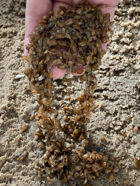 Snuffbox (Epioblasma triquetra)