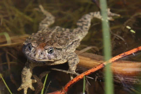 Adult WY toad