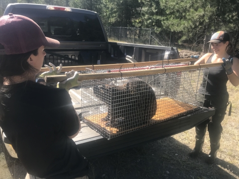 A beaver in a cage trap is lifted by two women at the tailgate of a pickup.