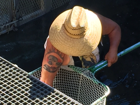 A man with a large tribal tattoo on his right upper arm reaches into a fishing hoop net, his face hidden by a large straw hat.