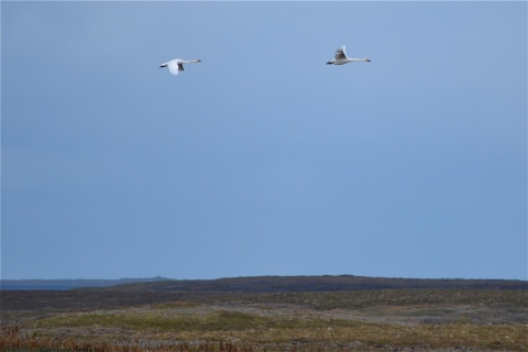 two swans flying over tundra