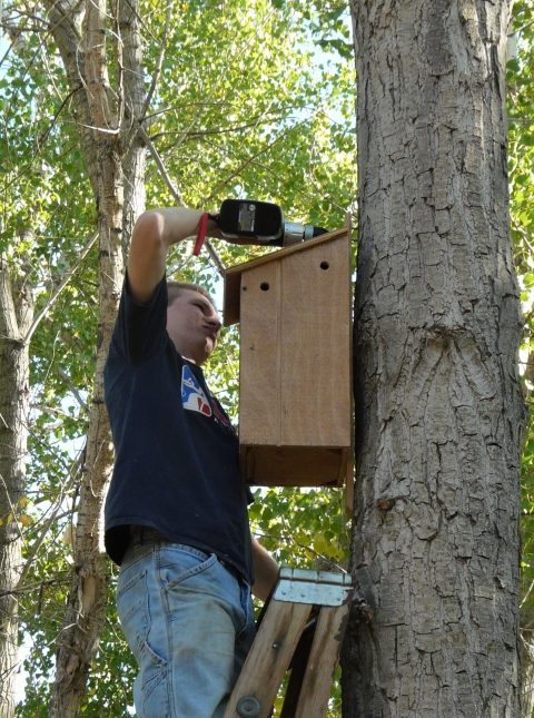 volunteer installing a wood duck box