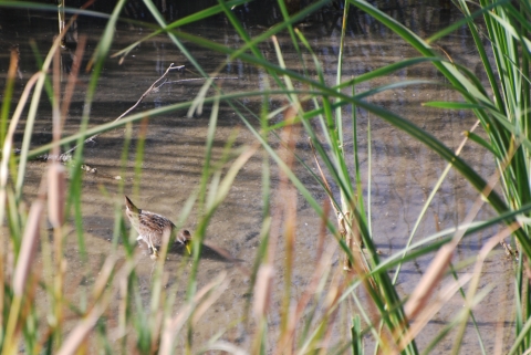 A wading bird with a yellow bill, short tail, and brown feathers can be seen hunting in shallow water beyond a mask of marsh grasses. 
