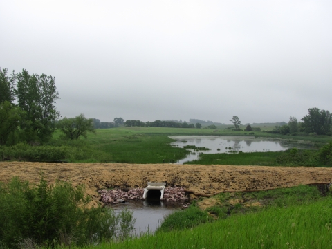 A brand new earthen dike backs up water into a wetland that is growing new green lush vegetation.