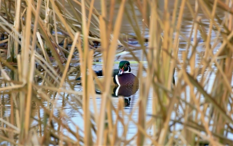 Wood duck peeking through the reeds.