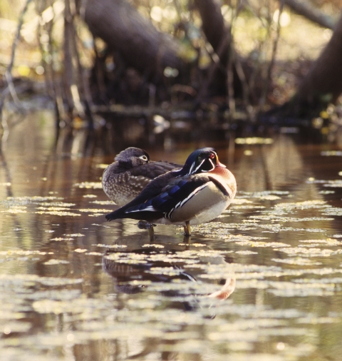 Male and female wood ducks in pond at Santee NWR