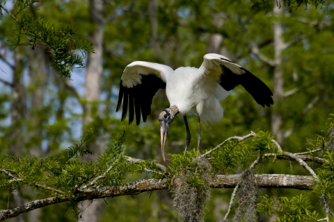 Wood stork stands on cedar branch