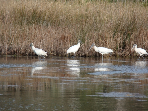 Four Wood storks in shallow impoundment at E.F.H. ACE Basin NWR