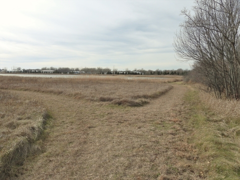 A mowed grass trail splits into two directions. The right split follows woody shrubs down to a wetland, while the left split curves off out of site.