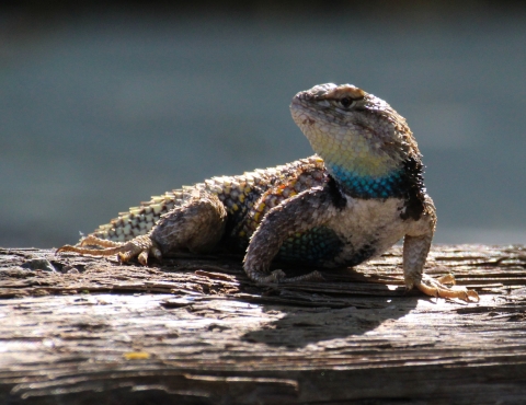 A scaly lizard with bright blue throat sits on a piece of wood
