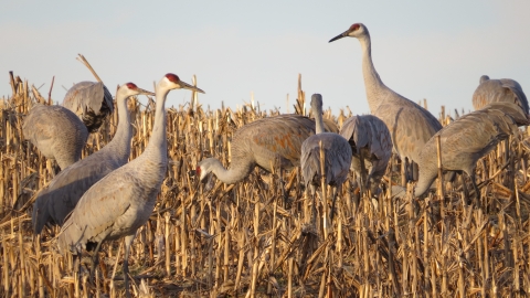 Group of sandhill cranes in corn field