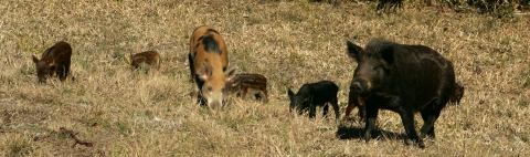 Half a dozen wild hogs feeding in a field of brown grass