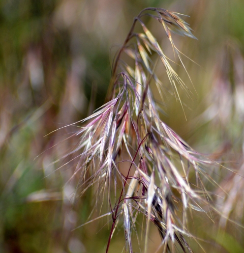 Brownish-gray grass close-up