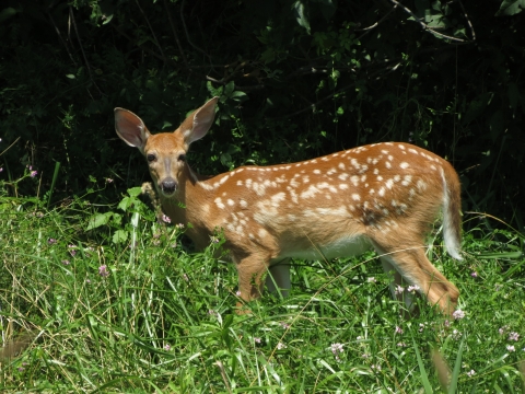 whitetailed deer fawn in grass