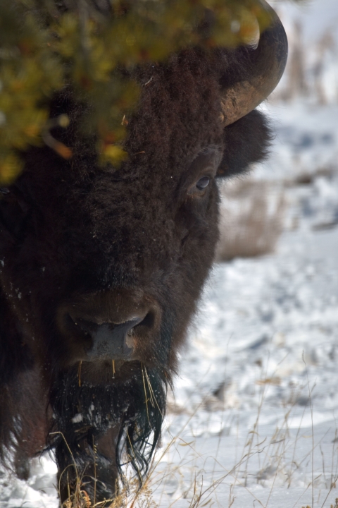A close-up of the face of a bison peering toward the camera and standing in snow