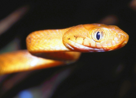 A golden brown snake slithering toward the camera with its right eye prominent