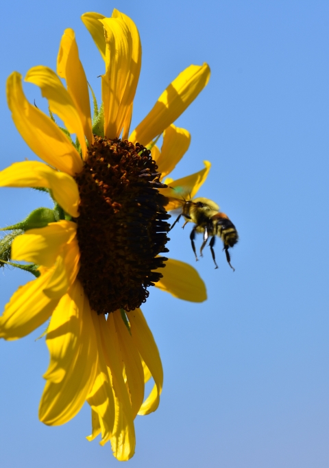 A bee approaching a large flower with a brown center and big yellow petals