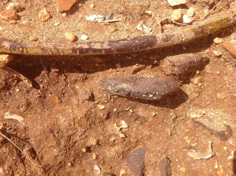 Fragment of shells and primitive tools still in the ground at an archaeological dig
