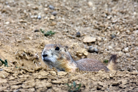 A small gray, tan and brown rodent resting amid gray, tan and brown stones