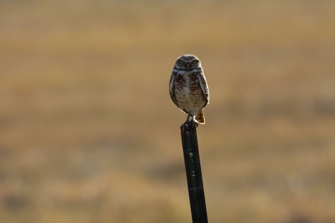 A small owl perched upright on the top of a metal fencepost