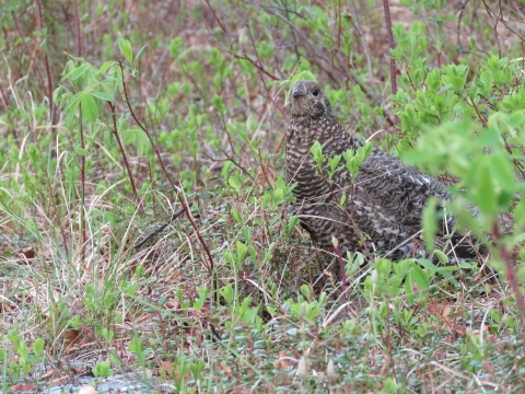 Spruce grouse in brush in Kanuti National Wildlife Refuge.