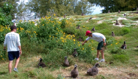 Two men remove Verbesina, an invasive plant with yellow flowers, from a field dotted with large grayish-colored birds