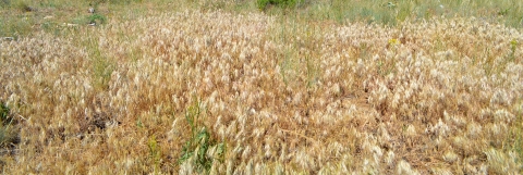 A field brown, wheat-like grass