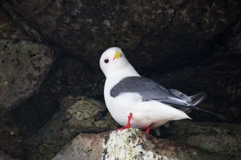 White gull with gray back, bright red feet, and yellow bill peers down at the camera from its rock crevice perch.