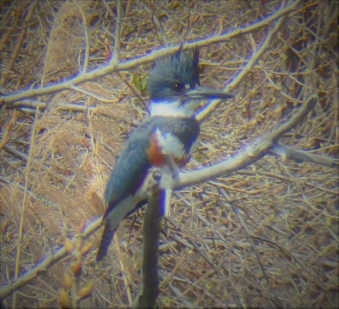 A kingfisher at Great Meadows