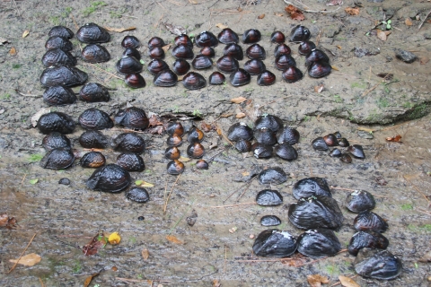 A collection of freshwater mussels