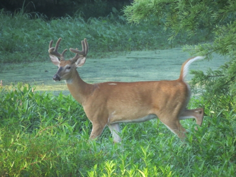 Whitetailed deer buck at wetland edge