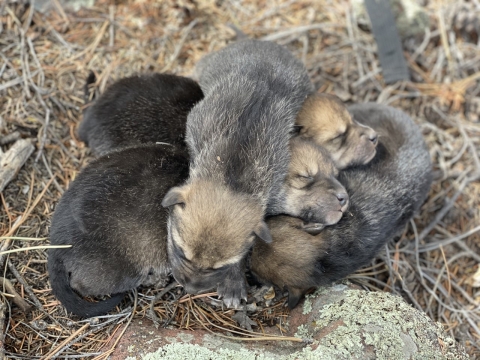 Several Mexican wolf pups lay in a pile .