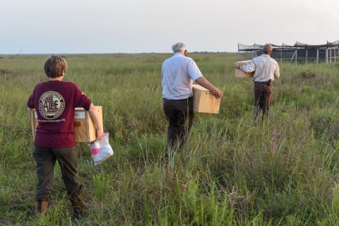 Three refuge staff carrying prairie-chicken boxes to a pen in the prairie.