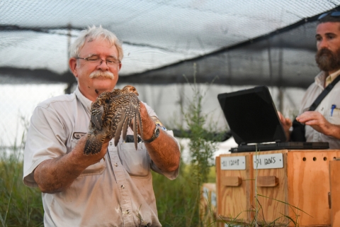 A biologist looks over a prairie-chicken after removing it from a carrier box.