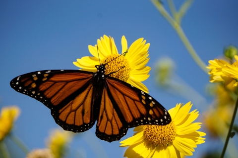 A monarch butterfly on a yellow flower