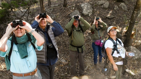Birders use binoculars to observe wildlife
