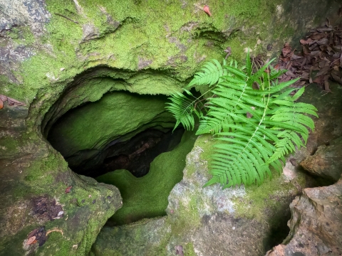 moss grows on the rock surrounding a deep hole in the ground with ferns growing out of it