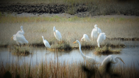 Great egrets in the marsh habitat at Salt Meadow, Westbrook
