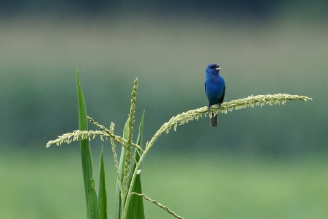 An indigo bunting sitting on a corn tassel singing.