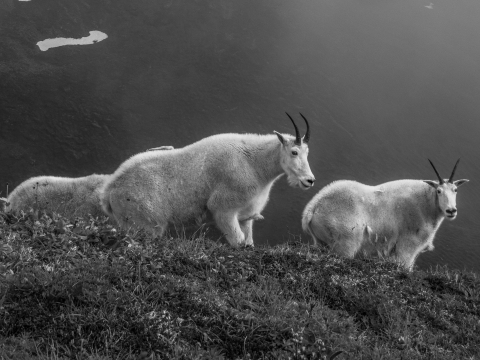 three mountain goats on a hill in black and white