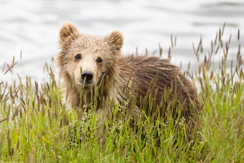 Kodiak bear cub in the grass