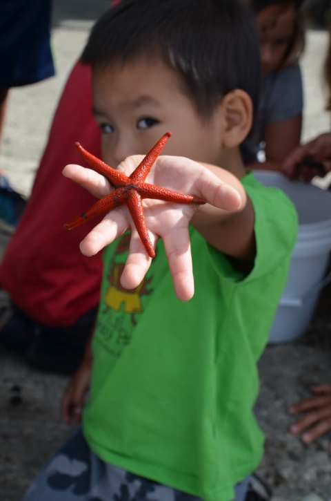 Unangax child holds a bright red seastar up to the camera.