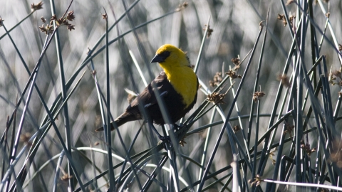 Yellow-headed Black Bird perched on top of grass