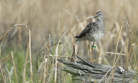 A Lesser Yellowlegs in Kanuti Refuge. There is a tag on the bird's upper left leg.
