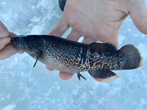 a fat spotted fish in a hand