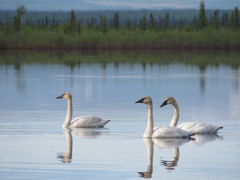 Three immature swans in a body of serene water in Kanuti Refuge.