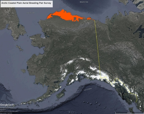 Map of Alaska with red area at the top of the state showing the area of the Arctic Coastal Plain Breeding Pair Breeding Pair Survey.