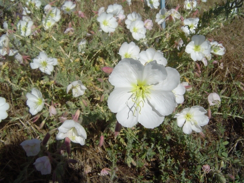 Antioch Dunes evening primrose